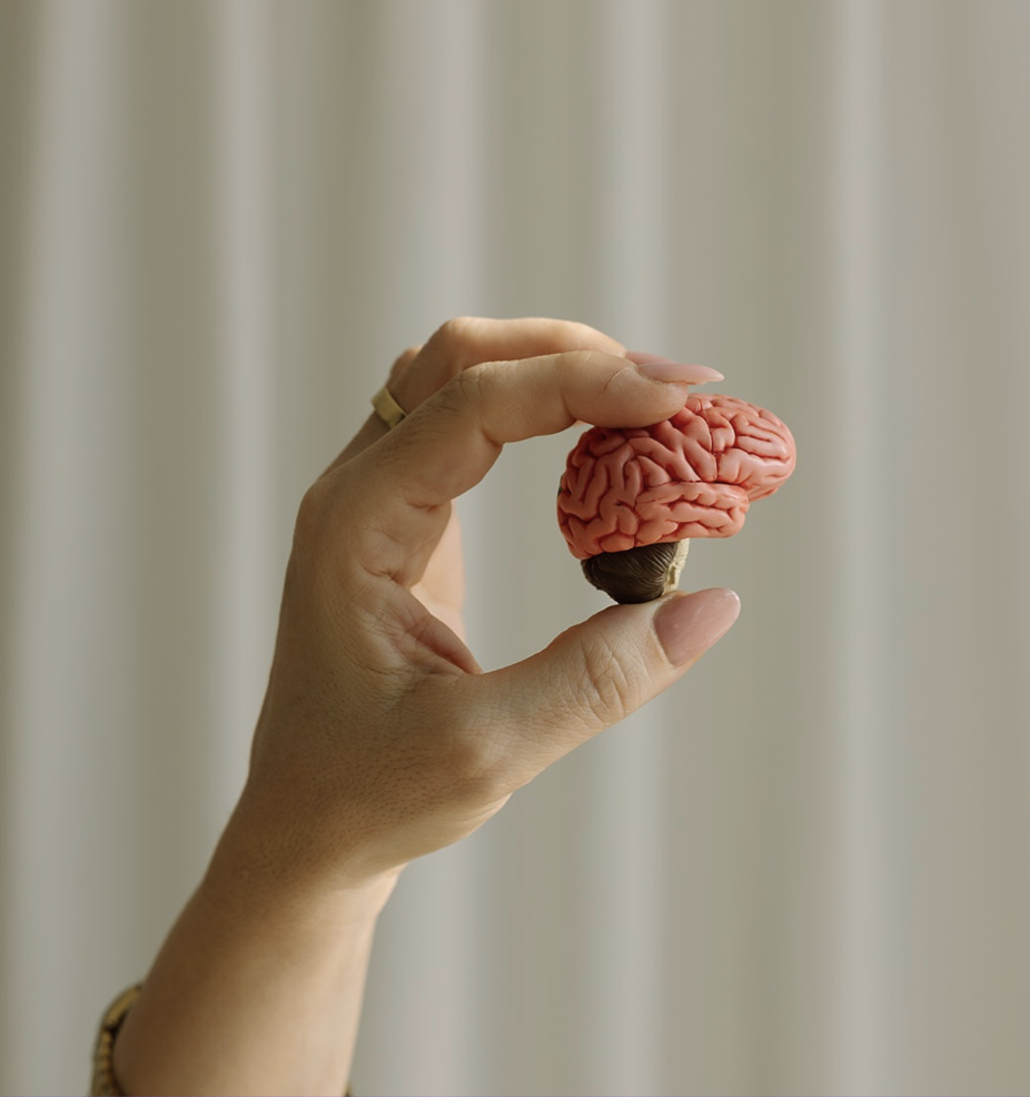 Mano sosteniendo un modelo anatómico del cerebro.